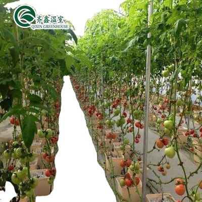 Serre a copertura di pellicola per la coltivazione a strato singolo di ortaggi frutta e fiori