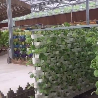 Sistema commerciale di acquari acquaponici Serre PO prefabbricate per verdure