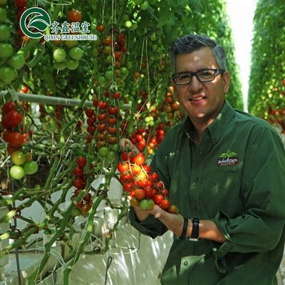 Grandi pompe idroponiche per la massima crescita di ortaggi frutti e fiori