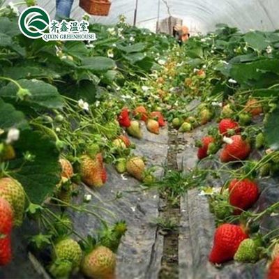 Copertura di pellicola Sistema di kit di coltivazione idroponica a doppio strato per serre