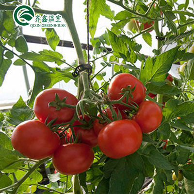Serra per pomodori favorevole alla ventilazione con secchio olandese e film di plastica