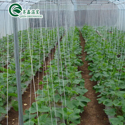 Serra per pomodori favorevole alla ventilazione con secchio olandese e film di plastica