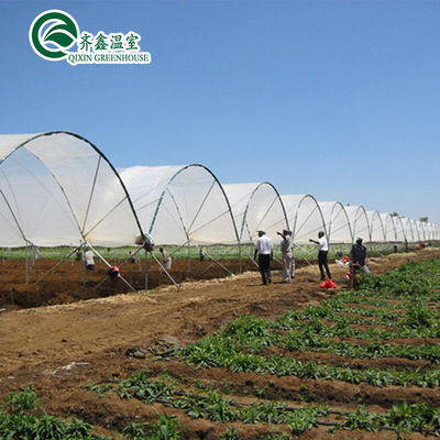 Serra per pomodori favorevole alla ventilazione con secchio olandese e film di plastica