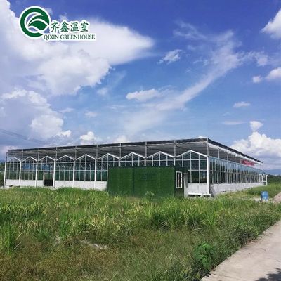 Serre agricole multi-span Rifugio da pioggia prefabbricato per la coltivazione di pomodori