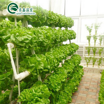 Tomate sistema idroponico verticale per la vendita in serra multi-span nei Paesi Bassi