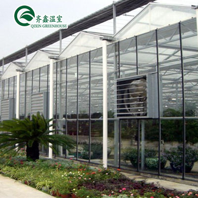 Tomate sistema idroponico verticale per la vendita in serra multi-span nei Paesi Bassi