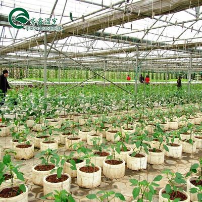 Grande serra di vetro funghi torre aeroponica giardino per l'istruzione Eco ristorante