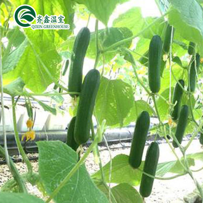 Serre agricole multi-span con sistemi di coltivazione idroponica in contenitori usati