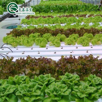 Serre agricole multi-span con sistemi di coltivazione idroponica in contenitori usati
