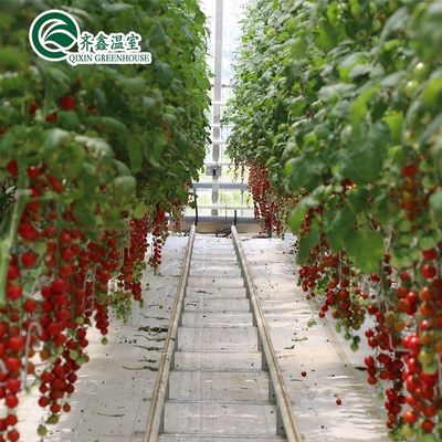 Coltivate le vostre verdure frutta e fiori con la nostra serra commerciale Filippine