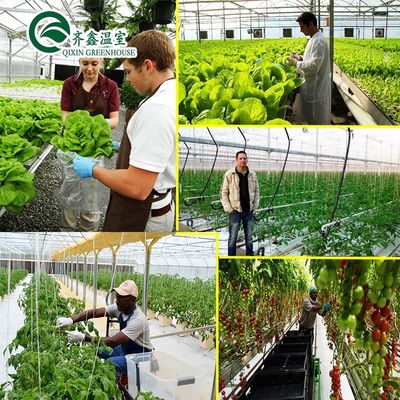 Coltivate le vostre verdure frutta e fiori con la nostra serra commerciale Filippine