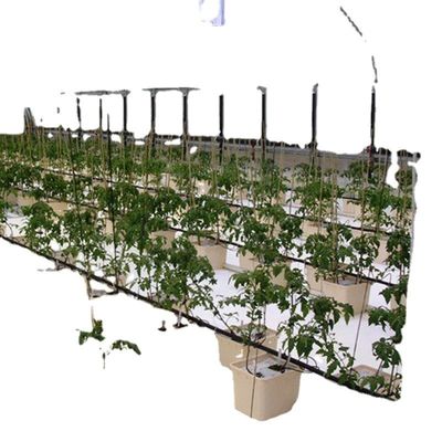 Sistema commerciale di acquari acquaponici Serre PO prefabbricate per verdure