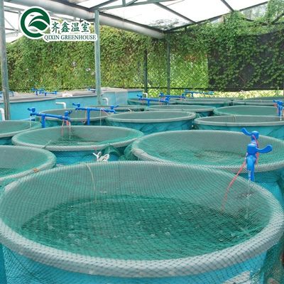 Ortaggi Frutti Fiori Sistema acquaponico Serre agricole multi-span Rendimento