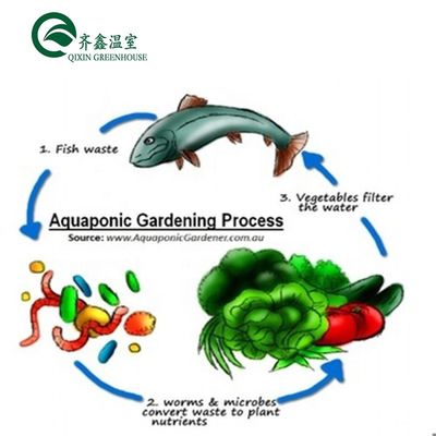 Ortaggi Frutti Fiori Sistema acquaponico Serre agricole multi-span Rendimento