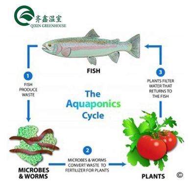 Ortaggi Frutti Fiori Sistema acquaponico Serre agricole multi-span Rendimento