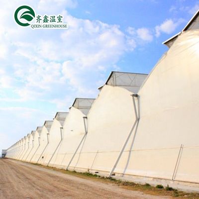 Serra a tunnel singolo coperta da pellicola commerciale per massimizzare la produzione agricola
