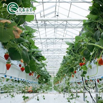 Struttura in acciaio galvanizzato Serra di vetro Venlo per la coltivazione di ortaggi frutti fiori