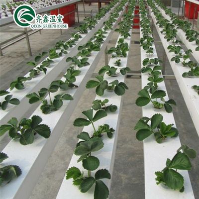 Potenziare il raccolto delle patate Grandi tubi di plastica Serre agricole multi-span