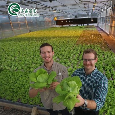 Serre agricole multi-span con pellicola PO che ridefiniscono i sistemi idroponici interni