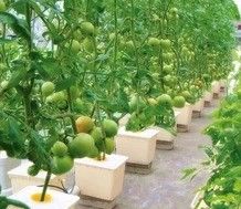 Grandi pompe idroponiche per la massima crescita di ortaggi frutti e fiori