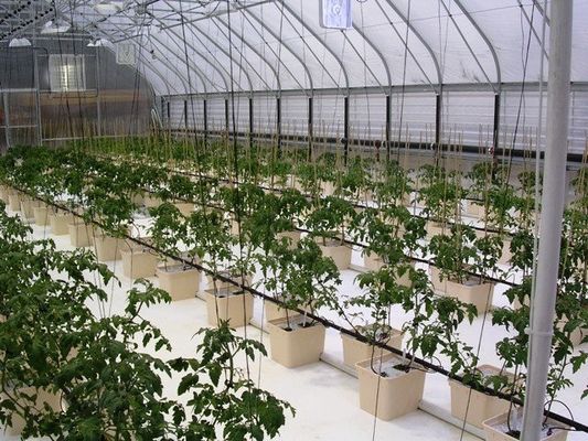 Contenitore idroponico a doppio strato a pellicola PO per risultati di crescita delle piante superiori