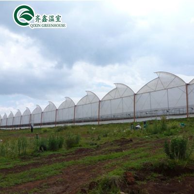 Ventilazioni per una crescita ottimale di pomodori e altre verdure in serra